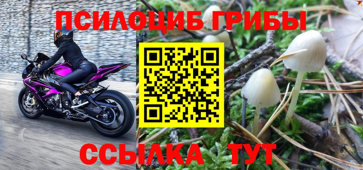 Галлюциногенные грибы мицелий  Вход с VPN  даркнет сайт  Междуреченск  Галлюциногенные грибы Cubensis 